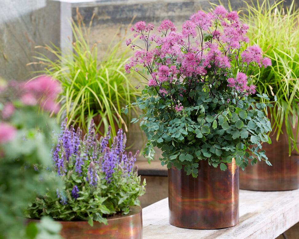 Thalictrum 'Little Pinkie'
