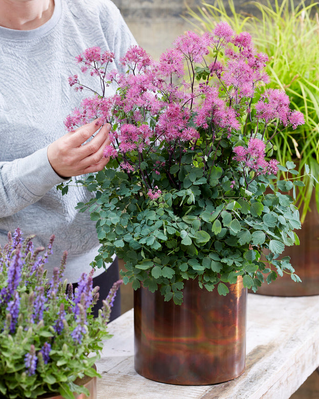 Thalictrum 'Little Pinkie'