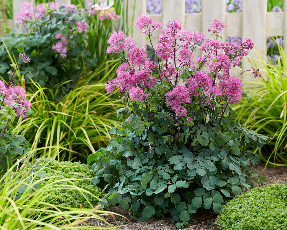Thalictrum 'Little Pinkie'