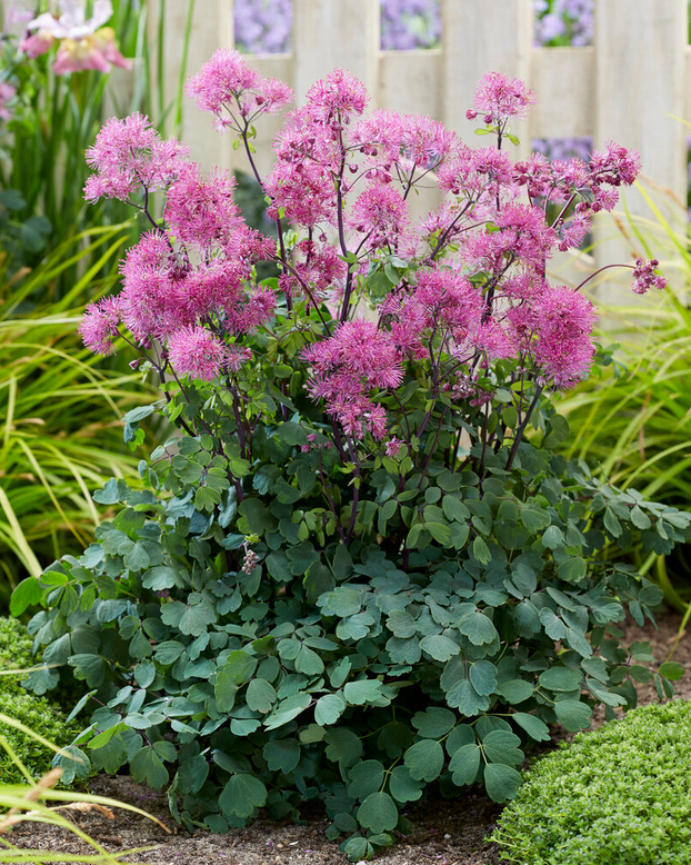 Thalictrum 'Little Pinkie'