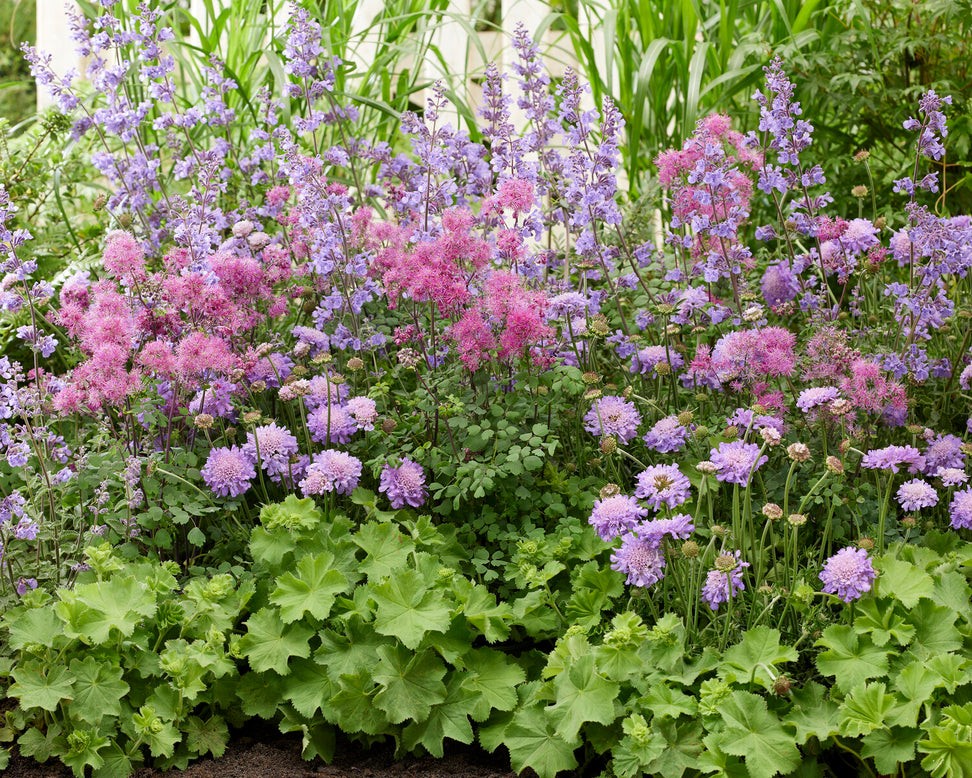 Thalictrum 'Little Pinkie'