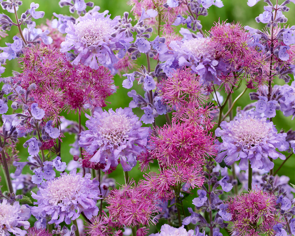 Thalictrum 'Little Pinkie'