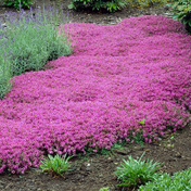 Ground cover