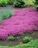 Ground cover plants