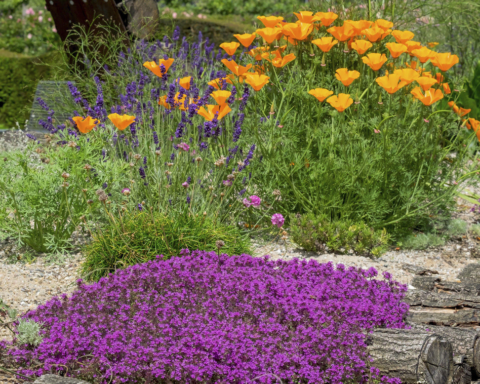 Thymus 'Coccineus'