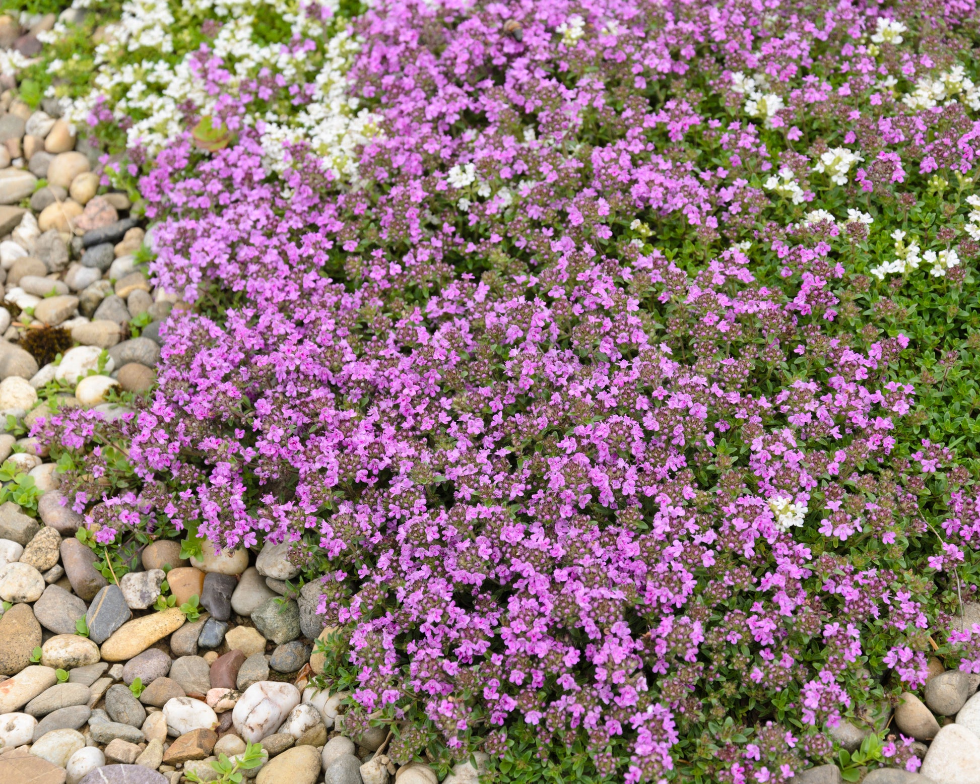 Thymus praecox 'Coccineus' (red creeping thyme) | Buy online at Farmer ...