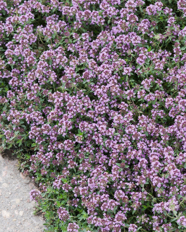 Thymus serpyllum