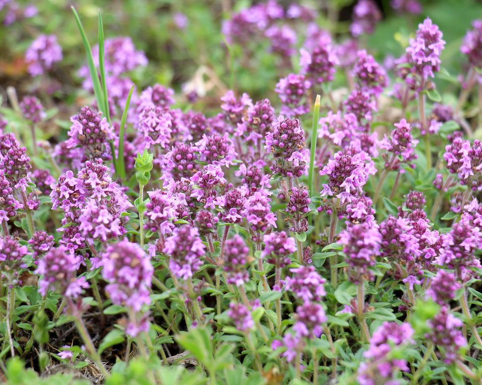Thymus serpyllum