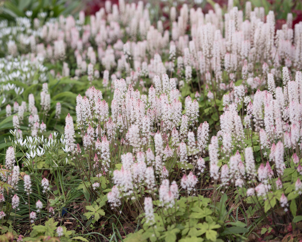 Tiarella 'Spring Symphony'