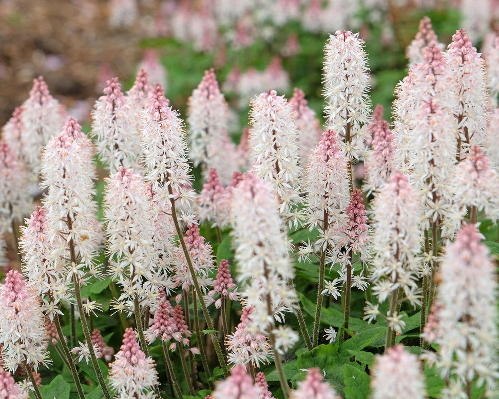 Tiarella 'Spring Symphony'
