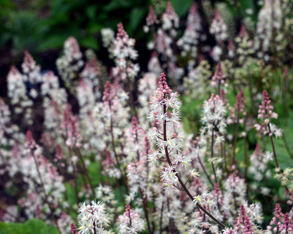 Tiarella 'Spring Symphony'