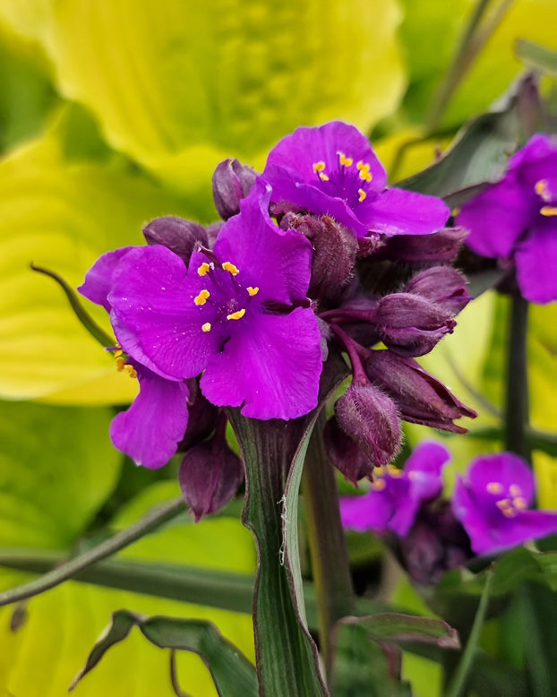 Tradescantia 'Brainstorm'