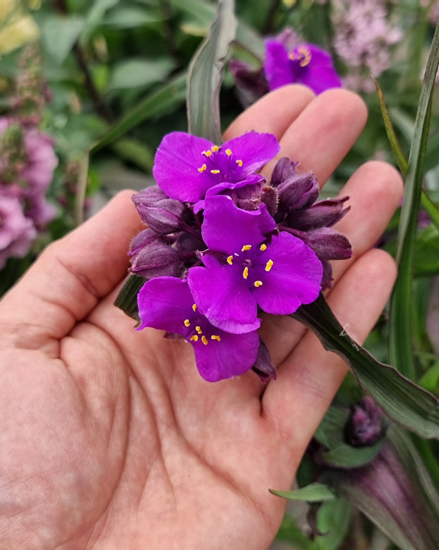 Tradescantia 'Brainstorm'