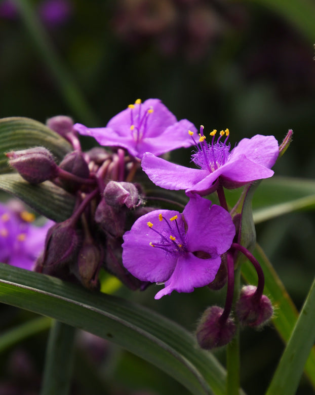 Tradescantia 'Brainstorm'