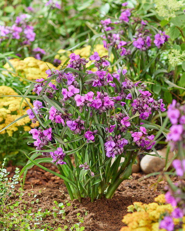 Tradescantia 'Brainstorm'