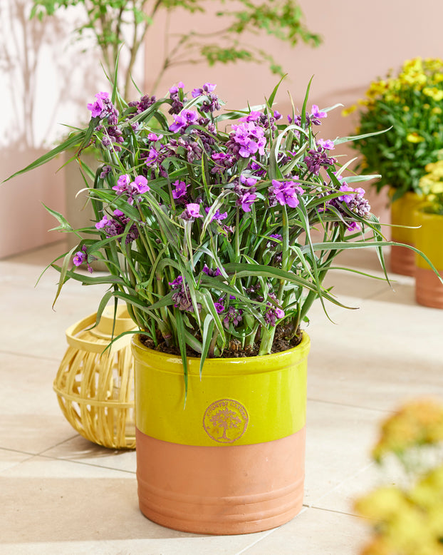 Tradescantia 'Brainstorm'
