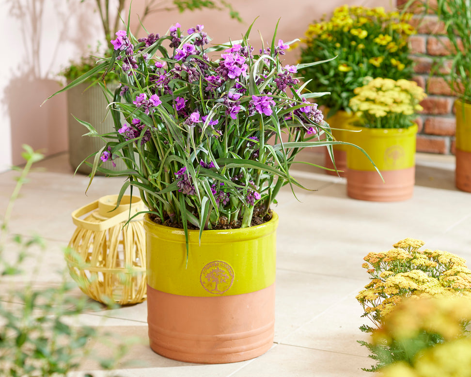 Tradescantia 'Brainstorm'