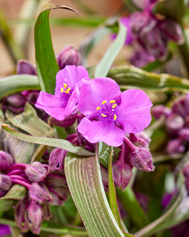Tradescantia 'Brainstorm'