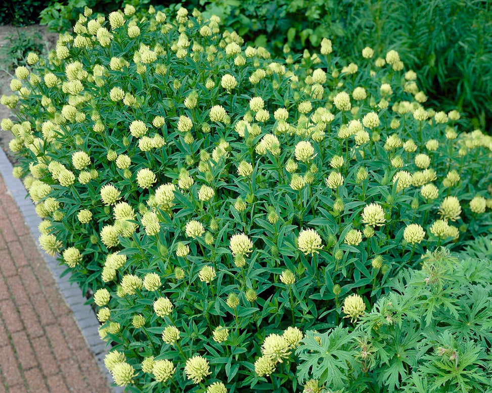 Trifolium ochroleucon