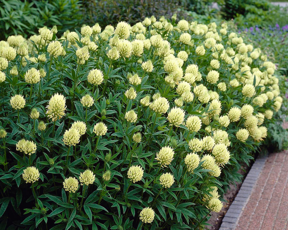 Trifolium ochroleucon