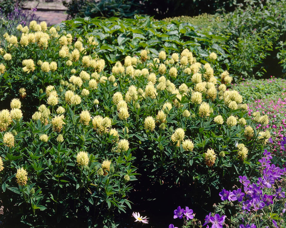 Trifolium ochroleucon