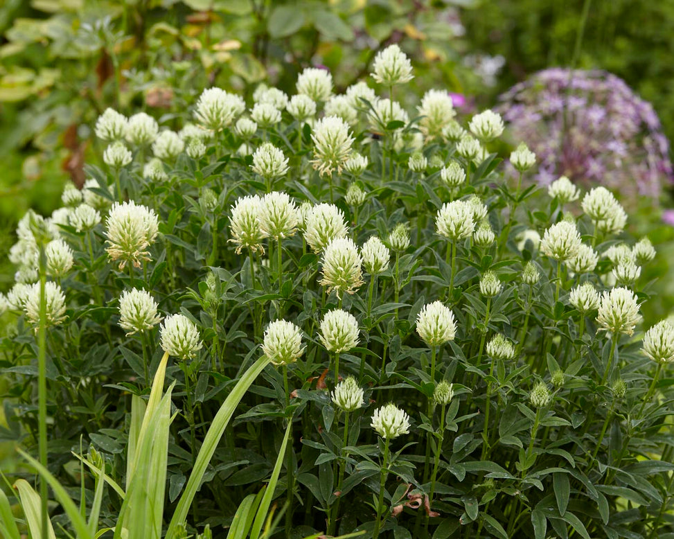 Trifolium ochroleucon