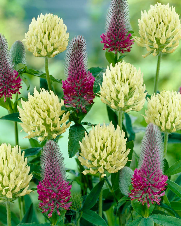 Trifolium ochroleucon