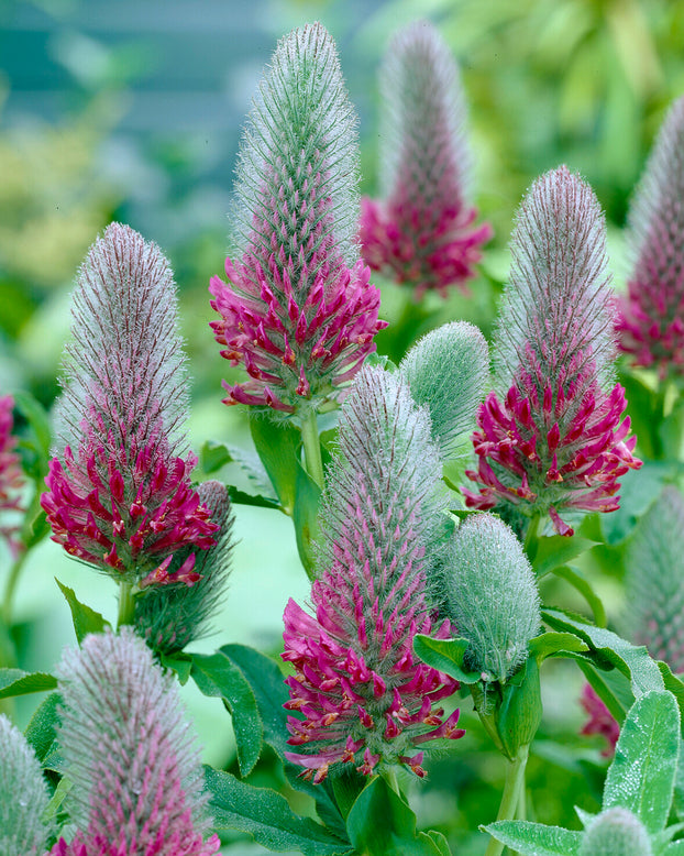 Trifolium rubens