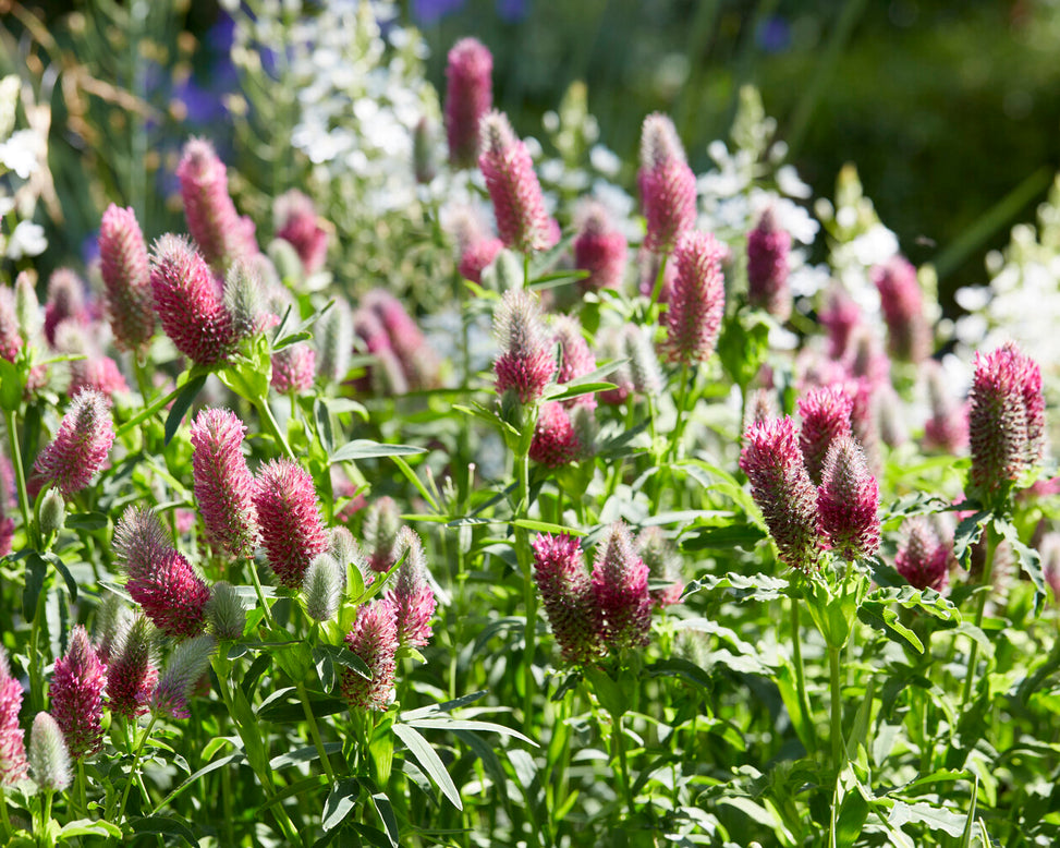 Trifolium rubens