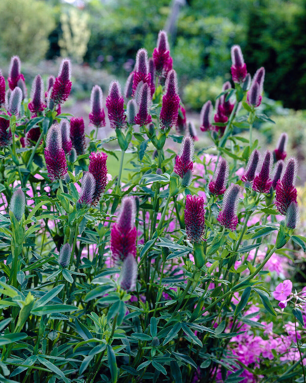 Trifolium rubens