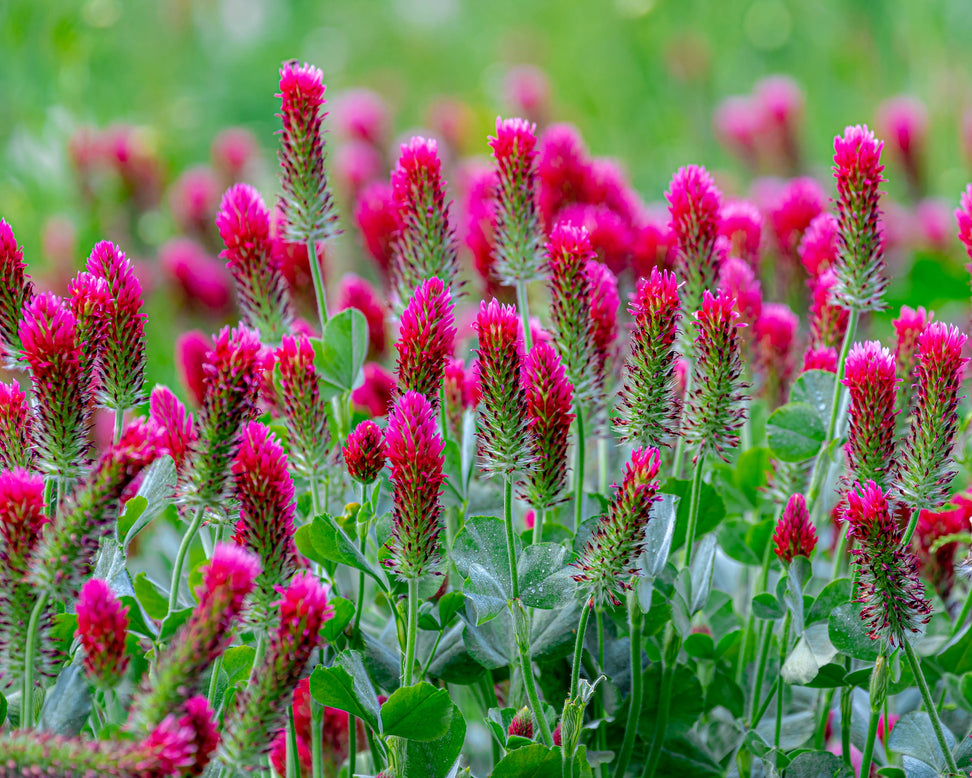 Trifolium rubens