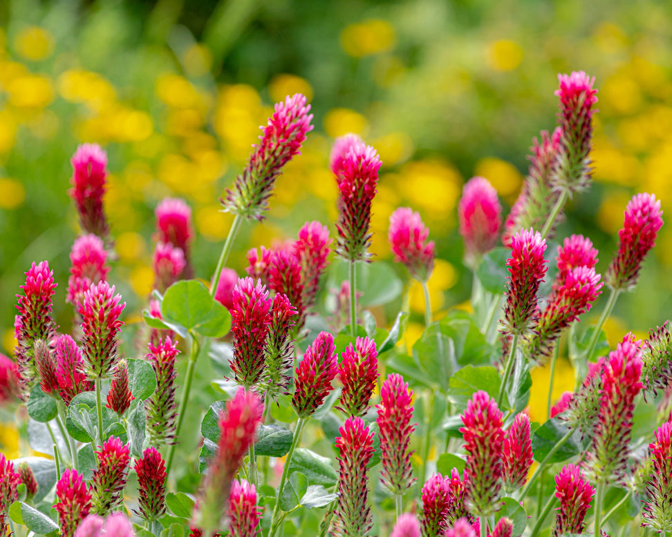 Trifolium rubens