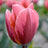 Triumph tulips