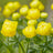 Trollius