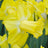 Trumpet daffodils