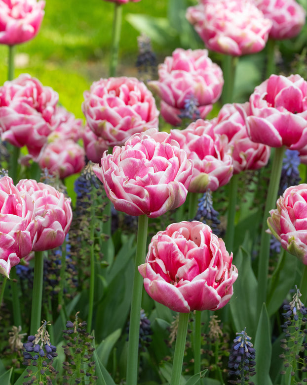 Tulip 'Let's Dance'