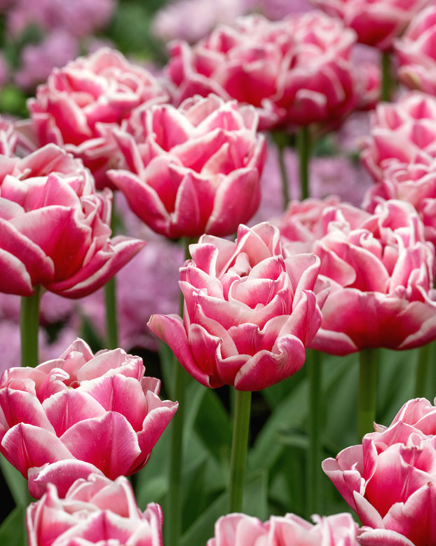 Tulip 'Let's Dance'