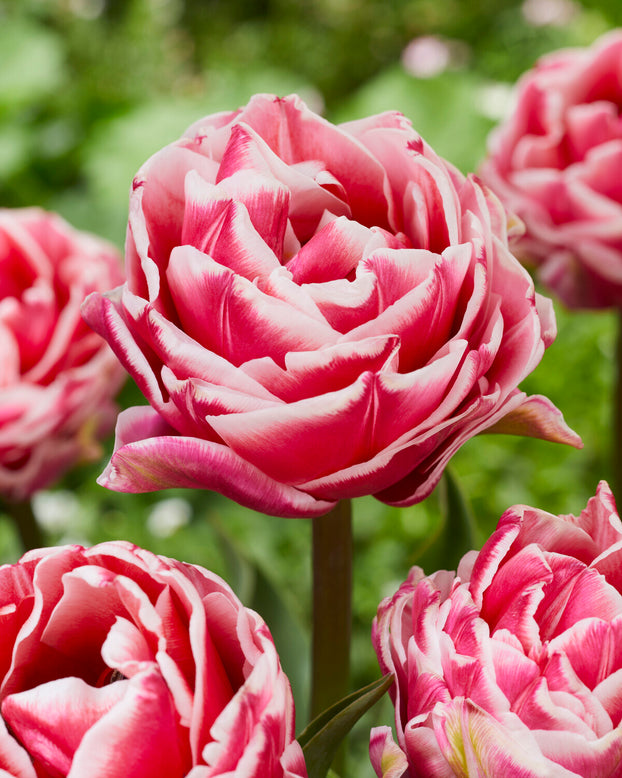 Tulip 'Let's Dance'