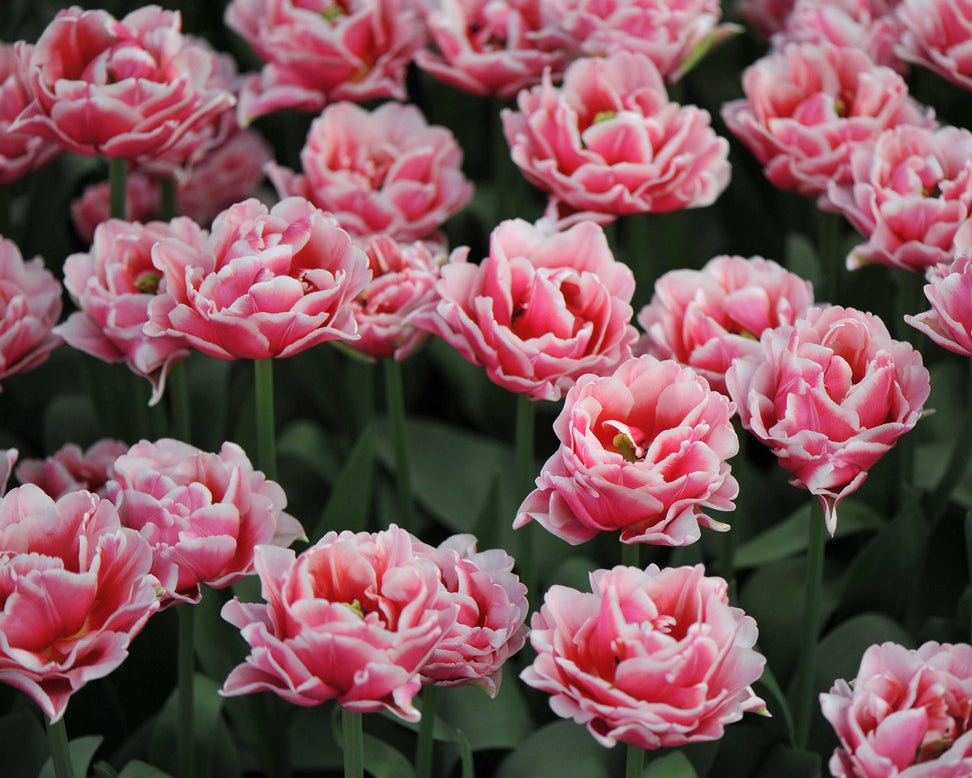 Tulip 'Let's Dance'