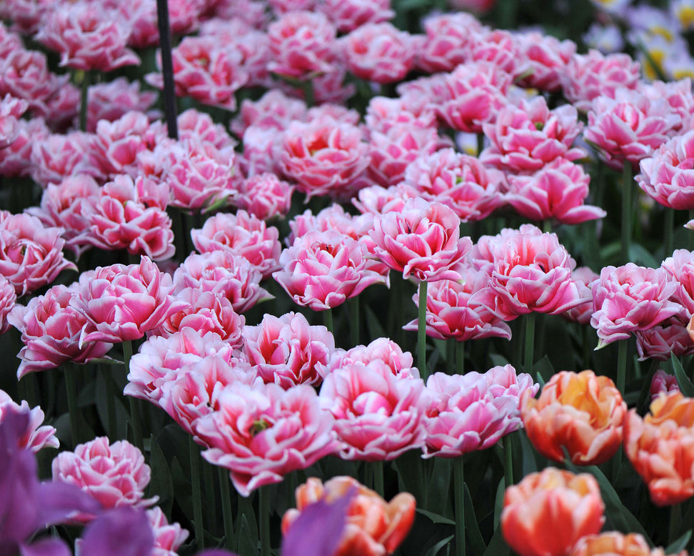 Tulip 'Let's Dance'