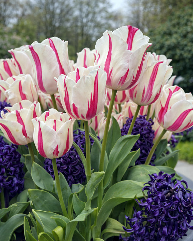Tulip 'Alise'