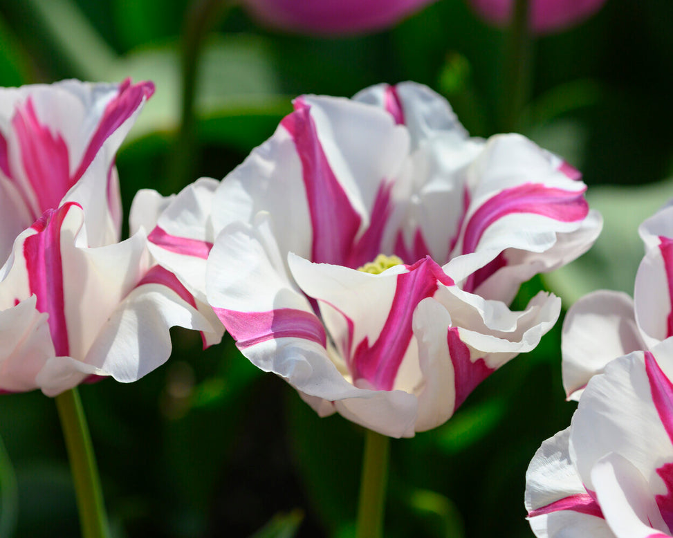 Tulip 'Alise'