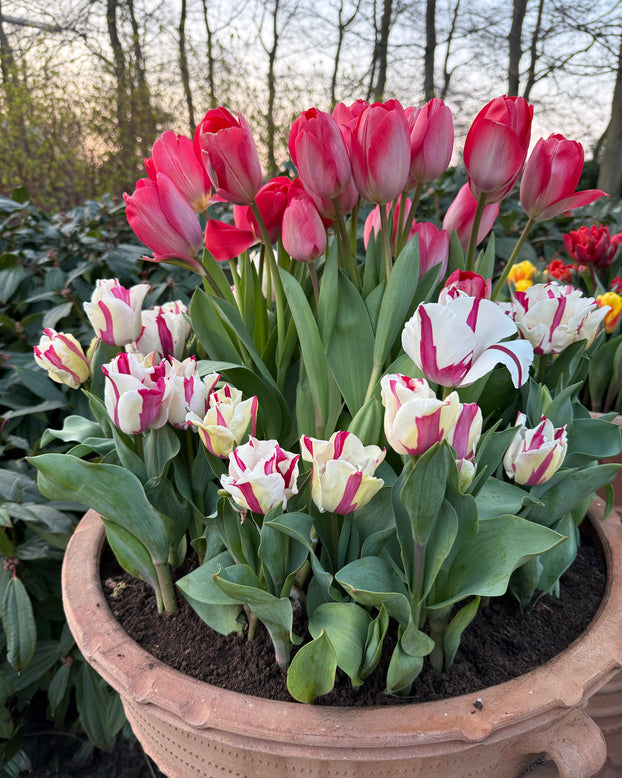 Tulip 'Alise'