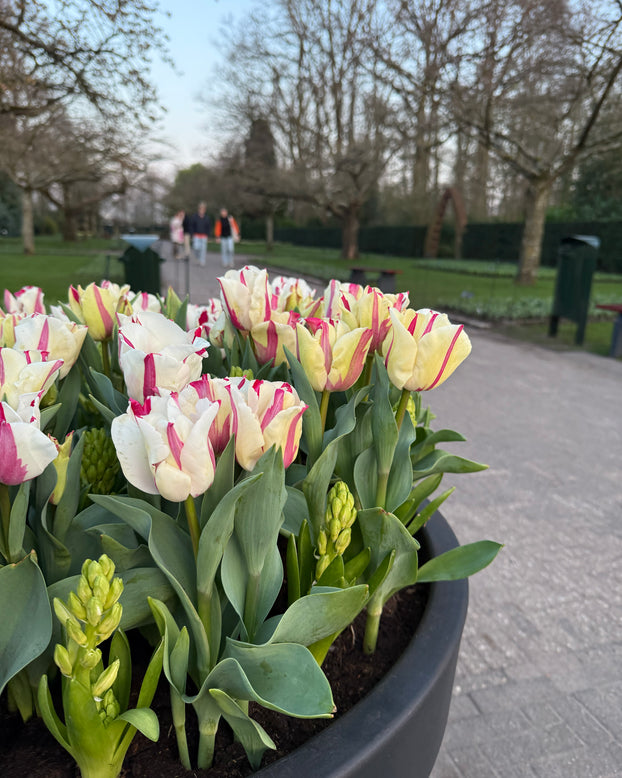 Tulip 'Alise'