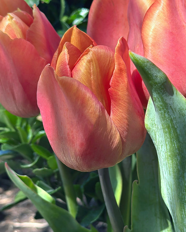Tulip 'Amaru'