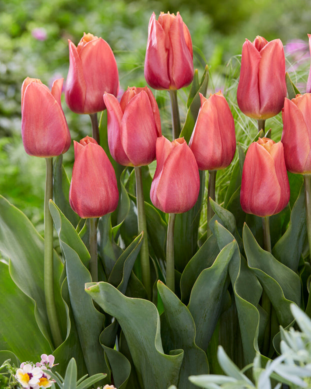 Tulip 'Amaru'