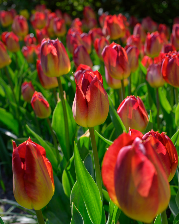Tulip 'Amber Glow'