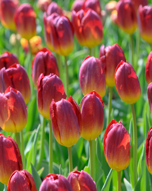 Tulip 'Amber Glow'