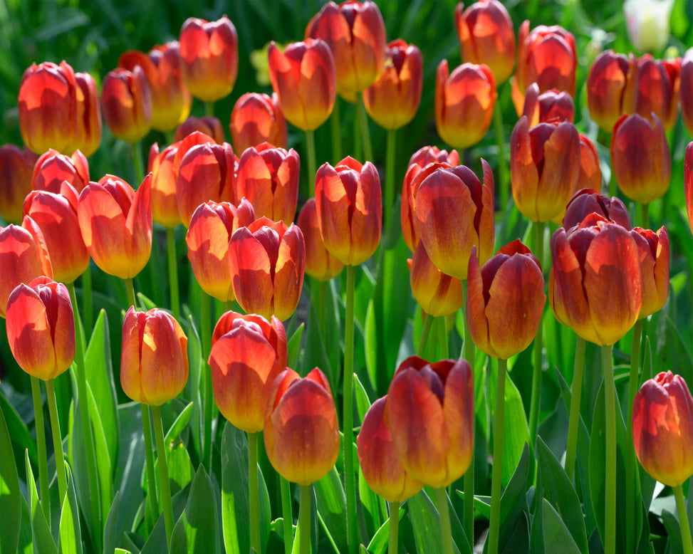 Tulip 'Amber Glow'