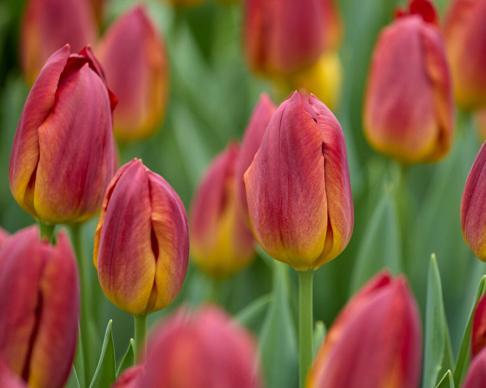 Tulip 'Amber Glow'